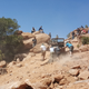 Illustration for article titled How My Rusty 1948 Farm Jeep Challenged $50,000 Wranglers On The Trails Of Moab